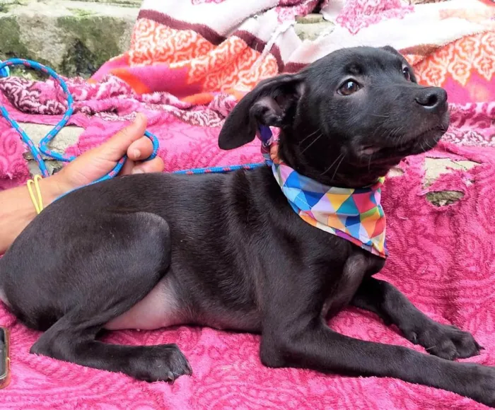 Cachorro ra a SRD-ViraLata idade 2 a 6 meses nome LUKE