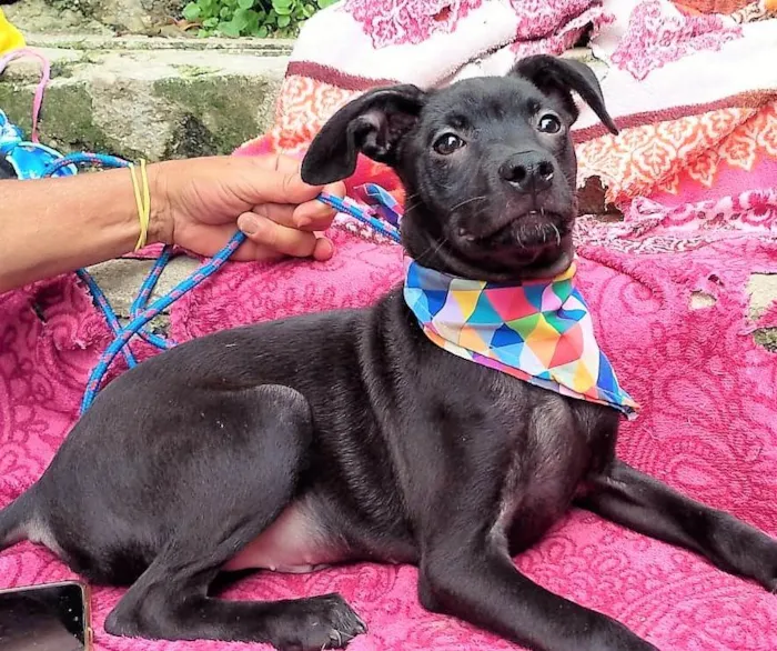 Cachorro ra a SRD-ViraLata idade 2 a 6 meses nome LUKE