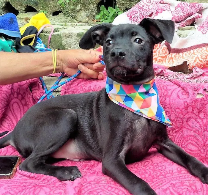 Cachorro ra a SRD-ViraLata idade 2 a 6 meses nome LUKE