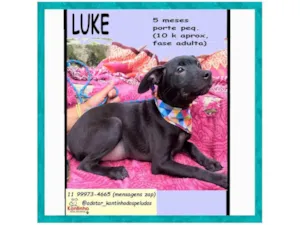 Cachorro ra a SRD-ViraLata idade 2 a 6 meses nome LUKE