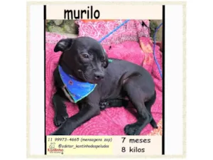 Cachorro raça SRD-ViraLata idade 2 a 6 meses nome MURILO