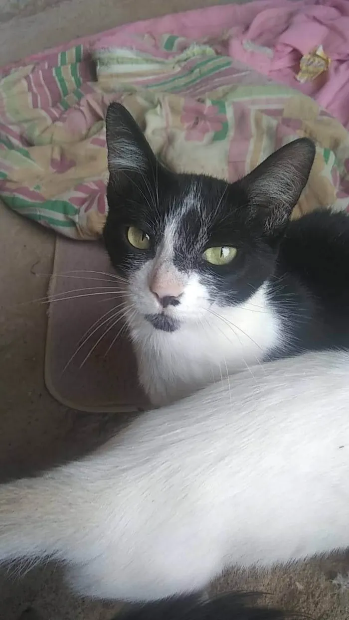 Gato raça SRD-ViraLata idade 6 ou mais anos nome Rebecca ou preta e branca 