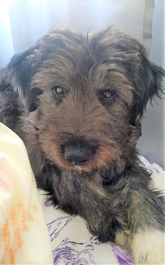 Cachorro ra a SRD-ViraLata idade 7 a 11 meses nome PETELECO_