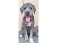 Cachorro raça SRD-ViraLata idade 7 a 11 meses nome PETELECO_