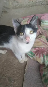 Gato ra a SRD-ViraLata idade 4 anos nome Branca e preta 