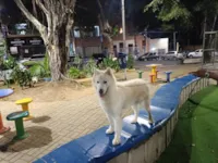 Cachorro raça Husky Siberiano idade 4 anos nome Apolo