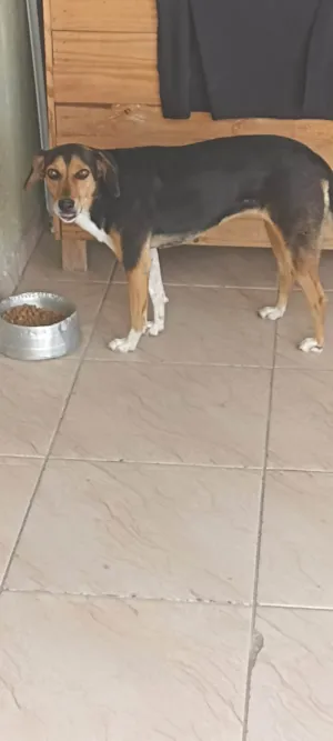 Cachorro raça SRD-ViraLata idade 6 ou mais anos nome Meg
