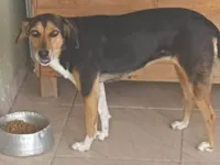 Cachorro ra a SRD-ViraLata idade 6 ou mais anos nome Meg