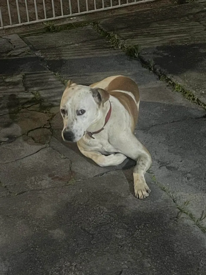 Cachorro ra a SRD-ViraLata idade 2 anos nome Nina