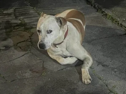 Cachorro raça SRD-ViraLata idade 2 anos nome Nina