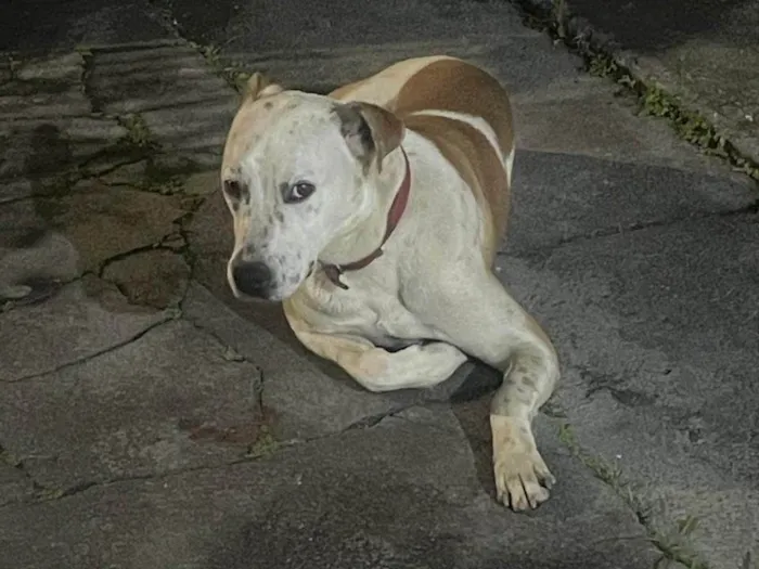 Cachorro ra a SRD-ViraLata idade 2 anos nome Nina