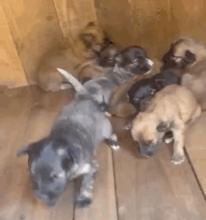 Cachorro ra a SRD-ViraLata idade Abaixo de 2 meses nome Nao tem homem ainda