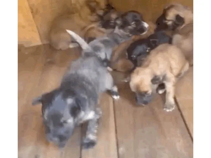 Cachorro ra a SRD-ViraLata idade Abaixo de 2 meses nome Nao tem homem ainda