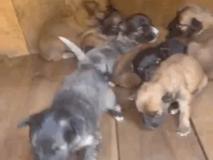 Cachorro raça SRD-ViraLata idade Abaixo de 2 meses nome Nao tem homem ainda