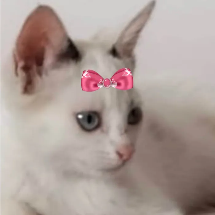 Gato ra a SRD-ViraLata idade 2 a 6 meses nome Ayla 