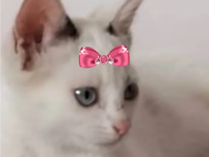 Gato ra a SRD-ViraLata idade 2 a 6 meses nome Ayla 