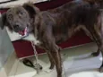 Cachorro raça SRD-ViraLata idade 2 anos nome Sky