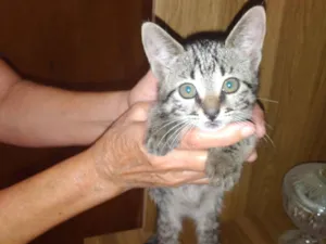 Gato raça SRD-ViraLata idade Abaixo de 2 meses nome Paulinho