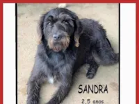 Cachorro raça SRD-ViraLata idade 2 anos nome SANDRINHA