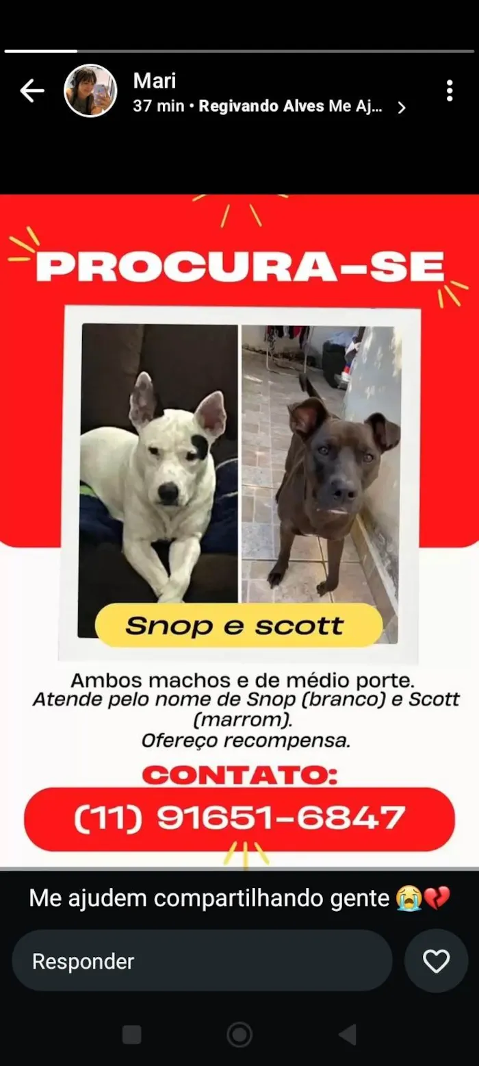 Cachorro ra a Pit-Bull idade 5 anos nome Scoot