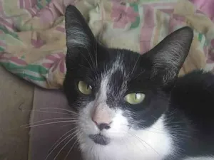 Gato raça SRD-ViraLata idade 6 ou mais anos nome Rebecca ou preta e branca 