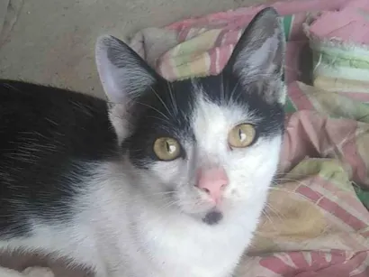 Gato raça SRD-ViraLata idade 4 anos nome Branca e preta 