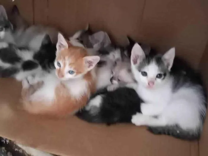 Gato raça SRD-ViraLata idade Abaixo de 2 meses nome Bebes para adocao