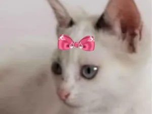 Gato ra a SRD-ViraLata idade 2 a 6 meses nome Ayla 