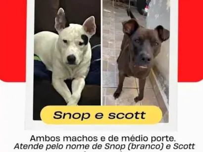 Cachorro ra a Pit-Bull idade 5 anos nome Scoot