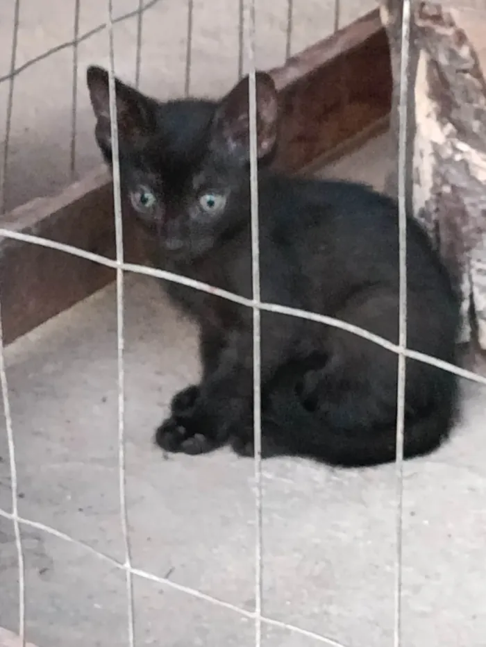 Gato raça Srd idade Abaixo de 2 meses nome Nuvem 