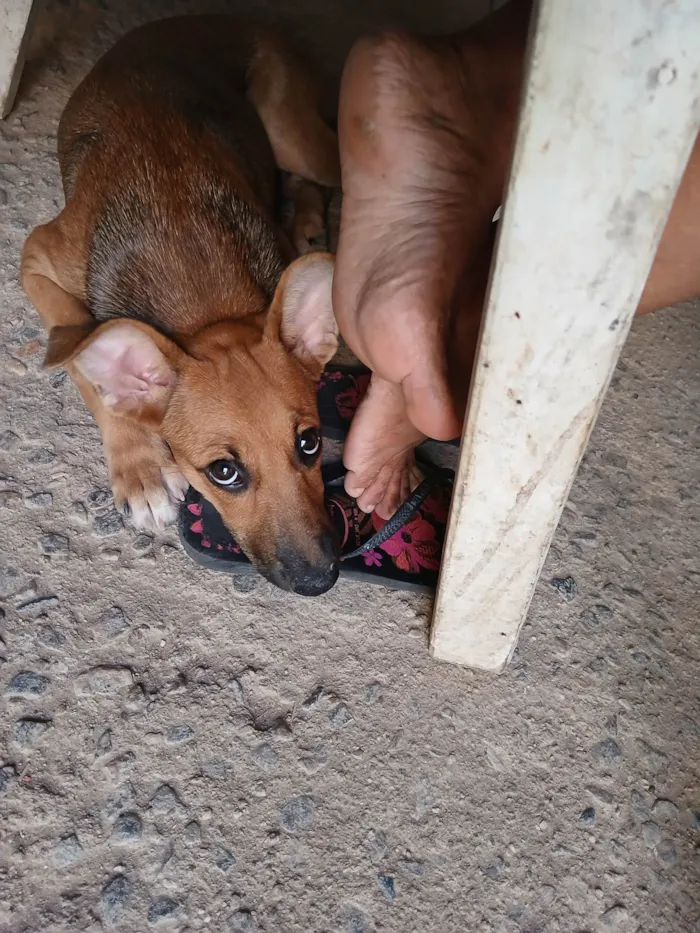 Cachorro ra a SRD-ViraLata idade 2 a 6 meses nome Estrela