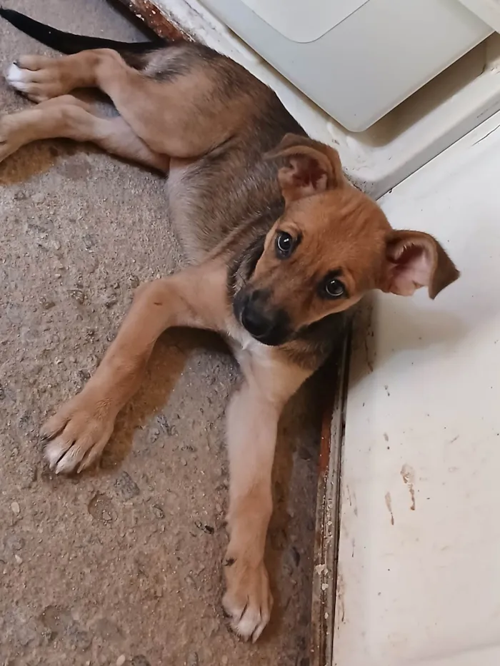 Cachorro ra a SRD-ViraLata idade 2 a 6 meses nome Estrela