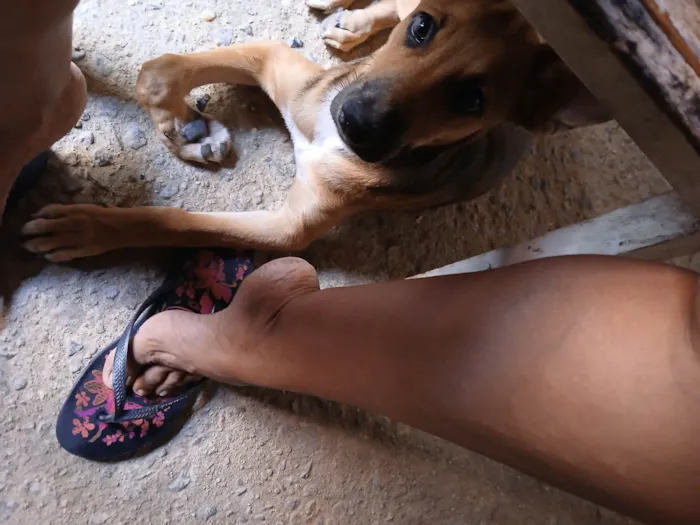Cachorro ra a SRD-ViraLata idade 2 a 6 meses nome Estrela