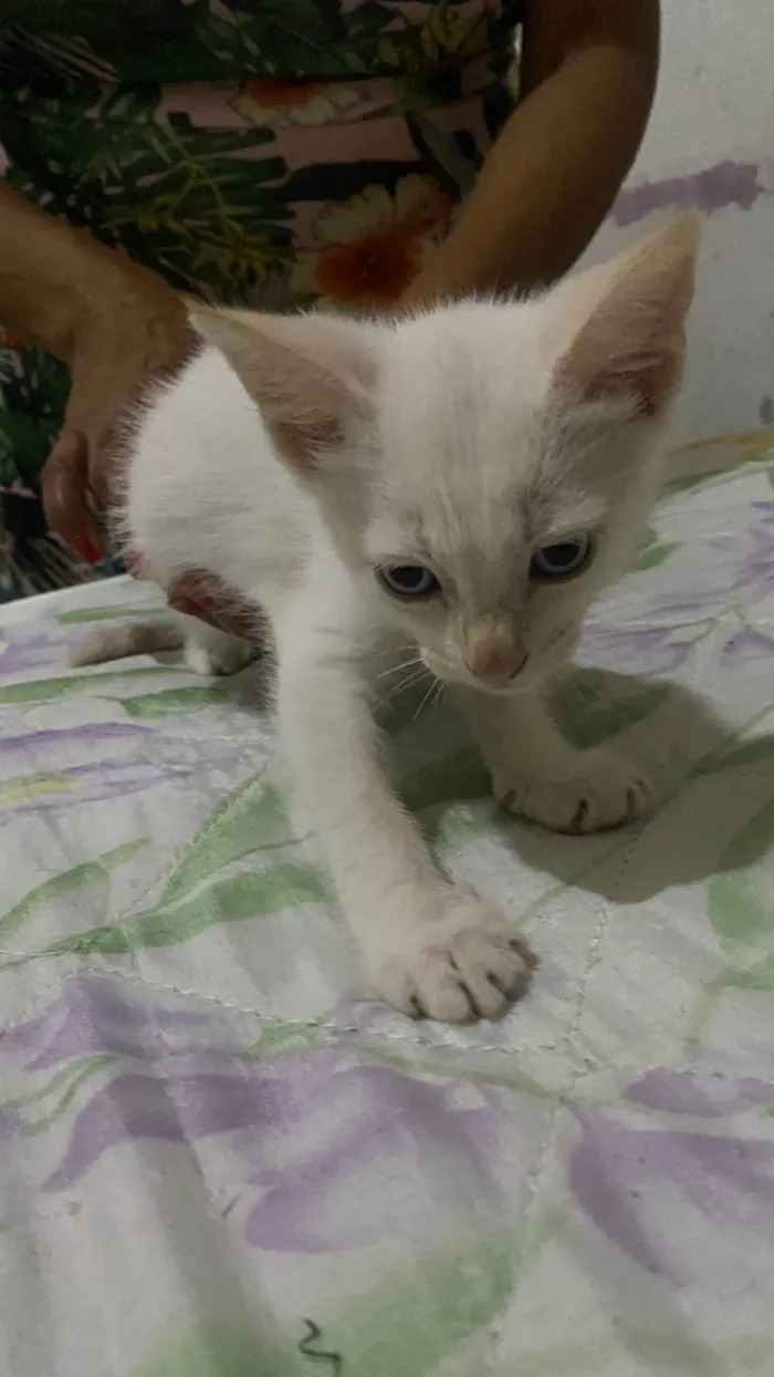 Gato ra a SRD-ViraLata idade Abaixo de 2 meses nome Floquinho