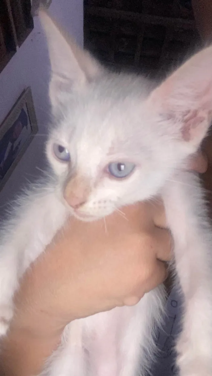 Gato ra a SRD-ViraLata idade Abaixo de 2 meses nome Floquinho