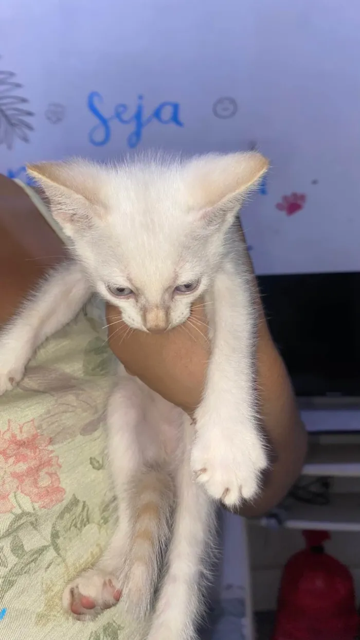 Gato ra a SRD-ViraLata idade Abaixo de 2 meses nome Floquinho