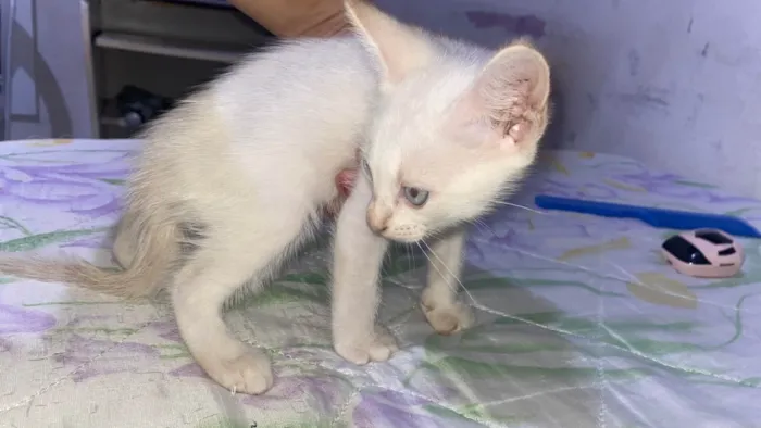Gato ra a SRD-ViraLata idade Abaixo de 2 meses nome Floquinho