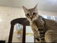 Gato ra a SRD-ViraLata idade 1 ano nome Vitally 