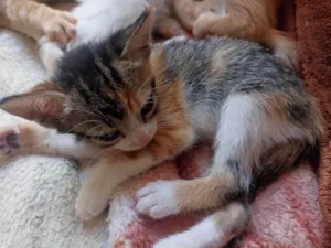 Gato raça SRD-ViraLata idade 2 a 6 meses nome Ainda sem nome