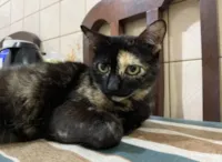 Gato ra a SRD-ViraLata idade 1 ano nome Pirata