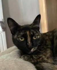 Gato ra a SRD-ViraLata idade 1 ano nome Juju 