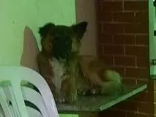 Cachorro raça SRD-ViraLata idade 7 a 11 meses nome Pandora