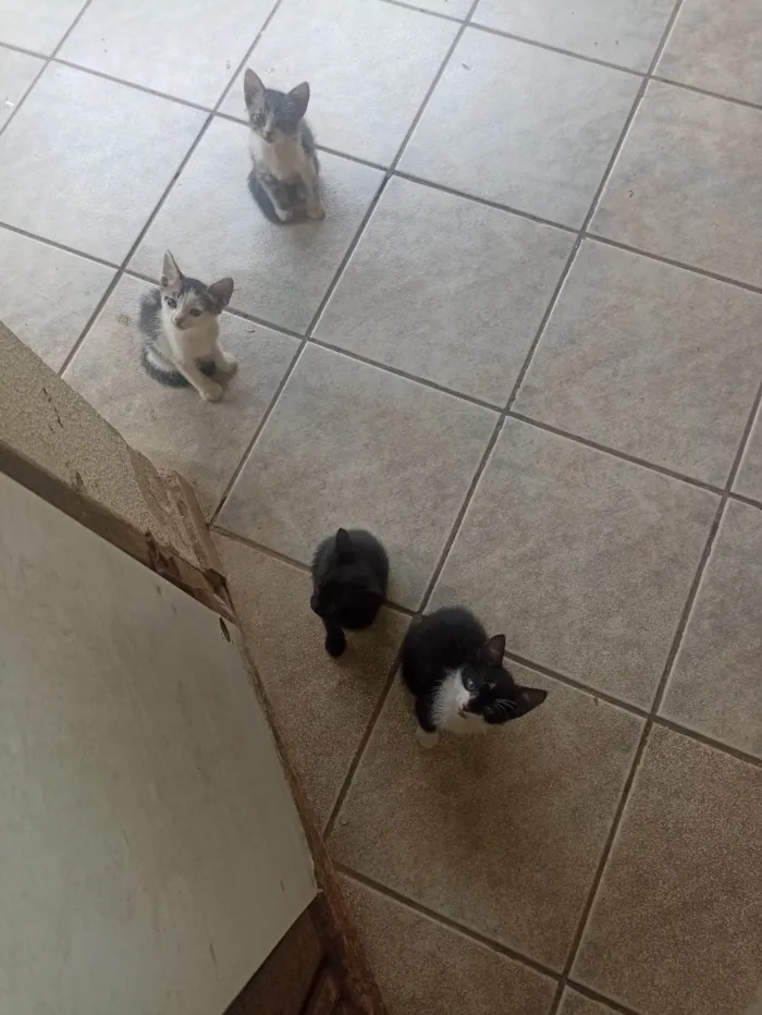 Gato ra a SRD-ViraLata idade 2 a 6 meses nome ketlyn campos de paiva 