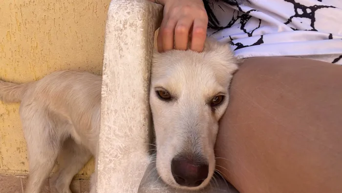 Cachorro ra a SRD-ViraLata idade 7 a 11 meses nome Thor