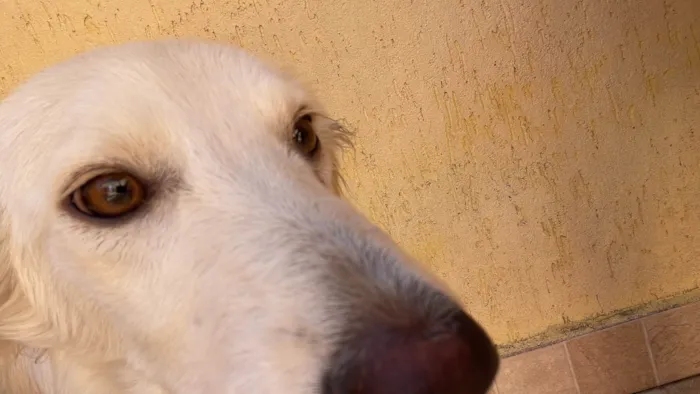 Cachorro ra a SRD-ViraLata idade 7 a 11 meses nome Thor