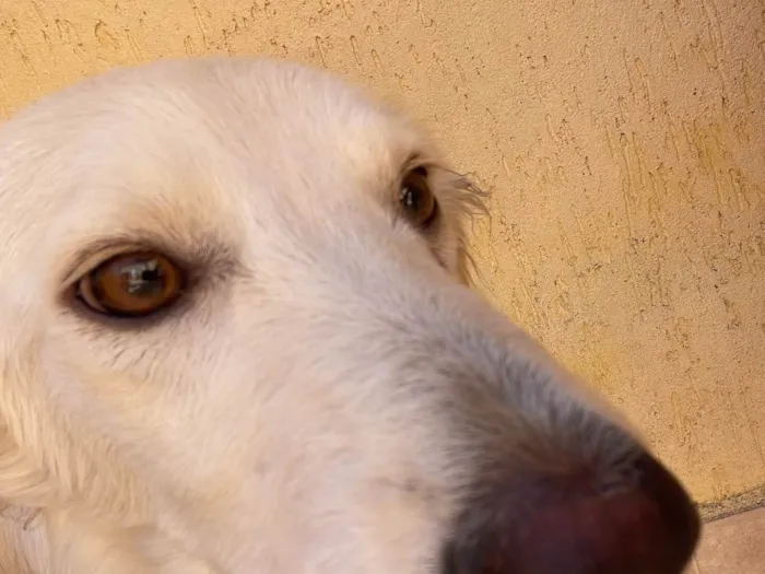 Cachorro ra a SRD-ViraLata idade 7 a 11 meses nome Thor