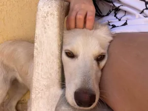 Cachorro raça SRD-ViraLata idade 7 a 11 meses nome Thor