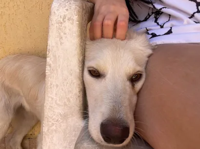 Cachorro raça SRD-ViraLata idade 7 a 11 meses nome Thor