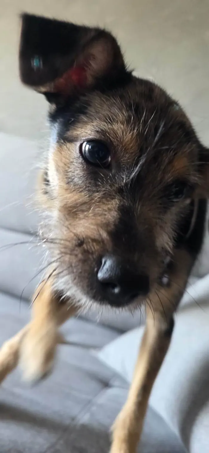 Cachorro ra a SRD-ViraLata idade 2 a 6 meses nome Cacau