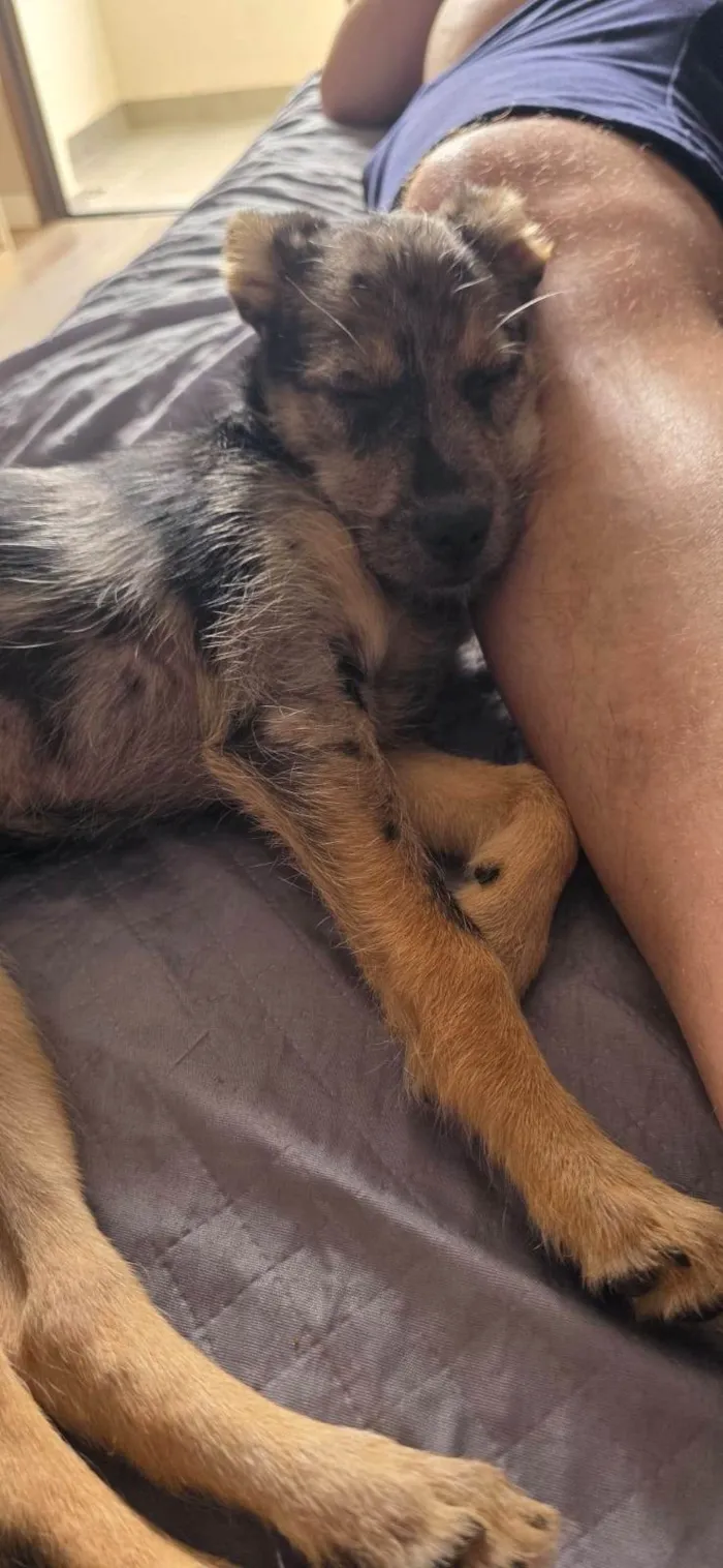 Cachorro ra a SRD-ViraLata idade 2 a 6 meses nome Cacau